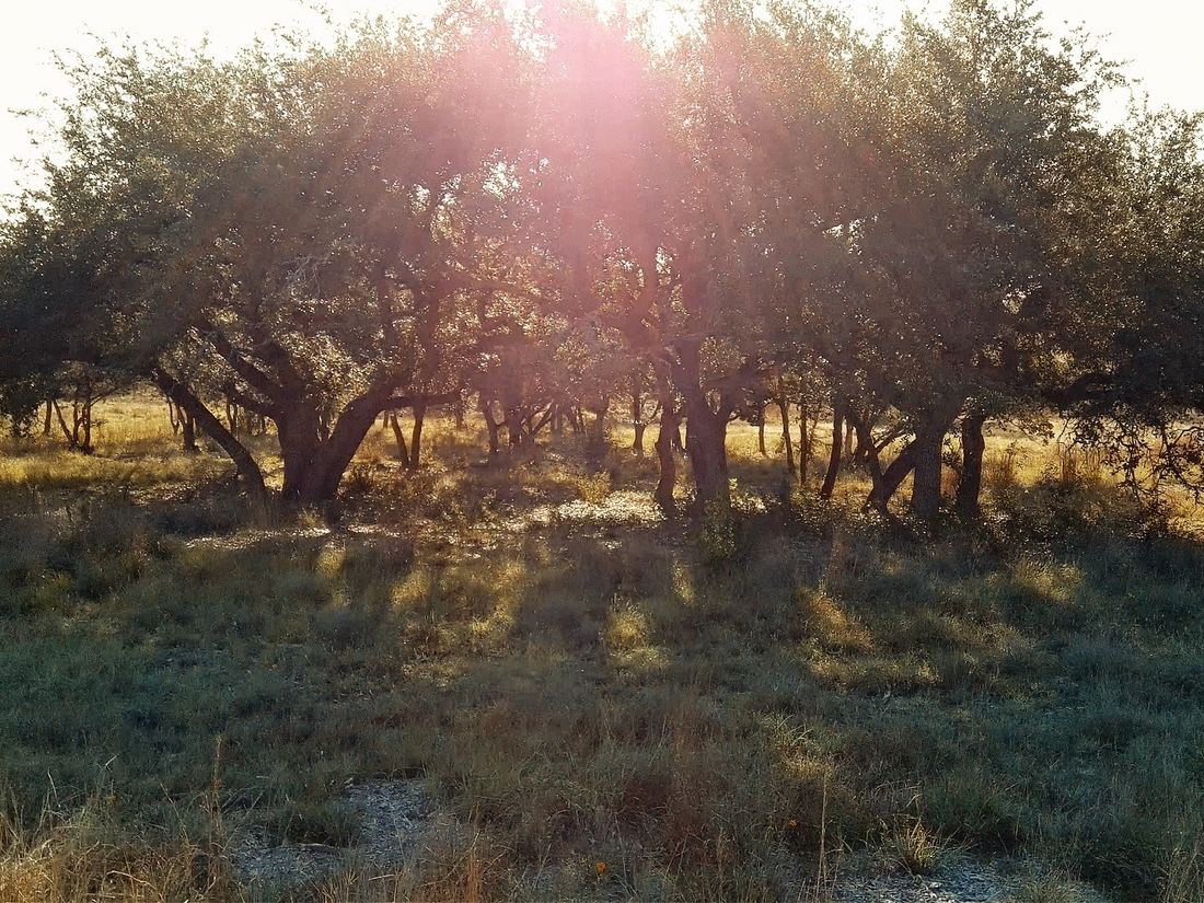 Late sun breaking through an oak grove onto open grass