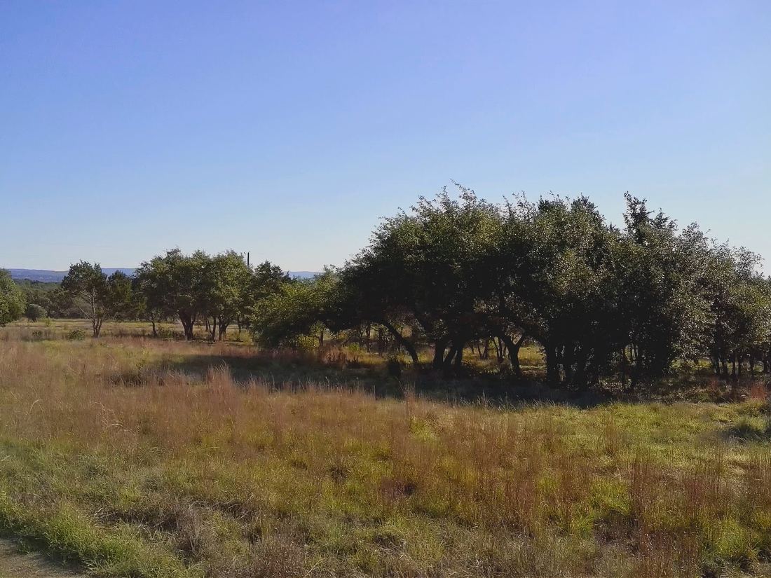 Open cleared meadow on Lot 73 under blue sky