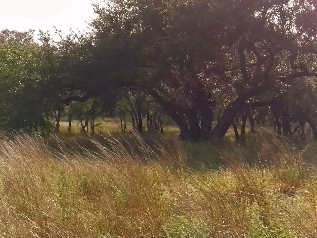 Tall grass in the foreground with large and young oaks behind