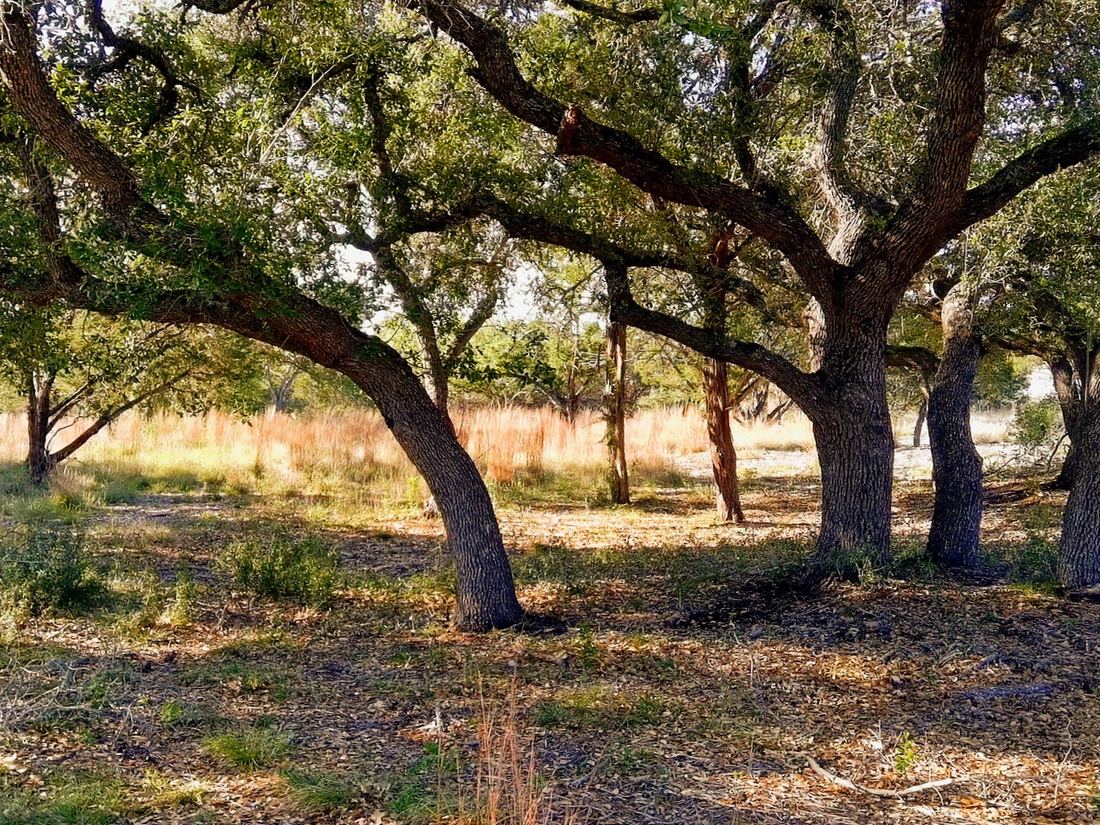 Mature live oaks with broad trunks and low sweeping limbs over clean ground