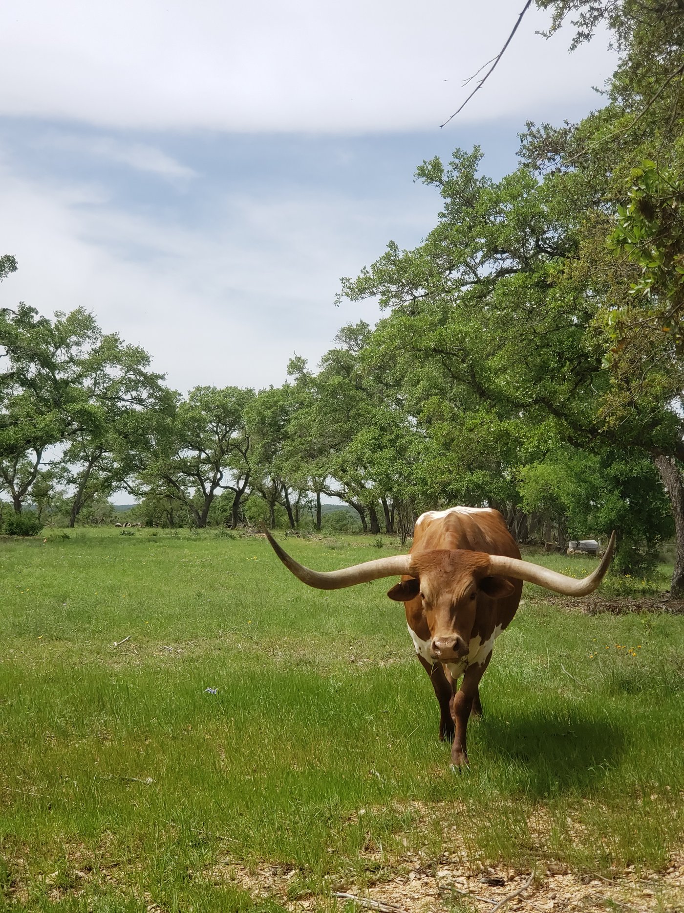 A longhorn walking through spring grass beneath the oaks