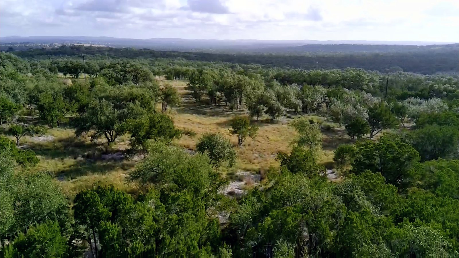 Deep green oak cover rolling to the horizon